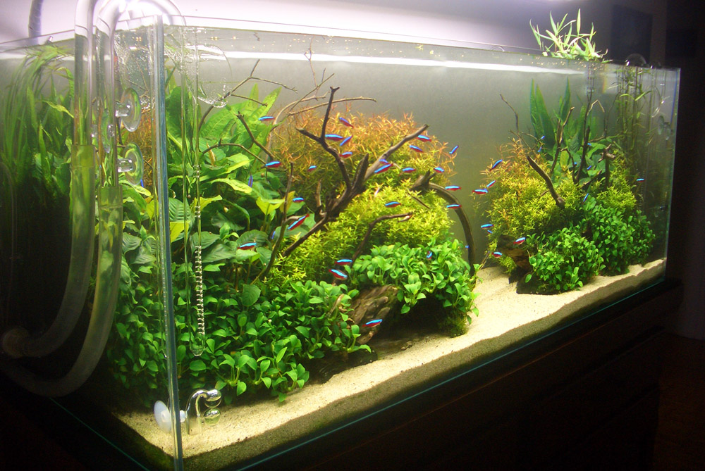 low tech aquarium plants for sale